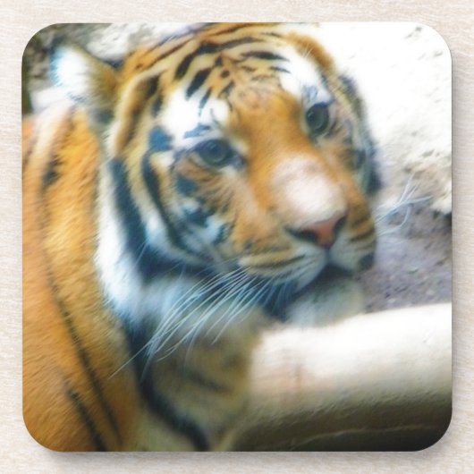 tijger onderzetter (Voorkant)