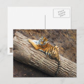 Tijger op een Briefkaart van de Foto van het Logbo (Voorkant / Achterkant)