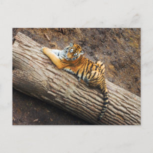 Tijger op een Briefkaart van de Foto van het Logbo