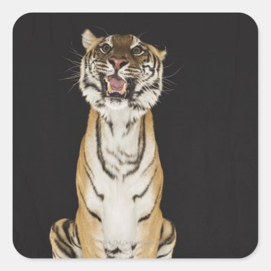Tijger op het platform vierkante sticker (Voorkant)