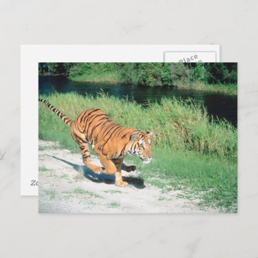 Tijger op pad briefkaart (Voorkant / Achterkant)