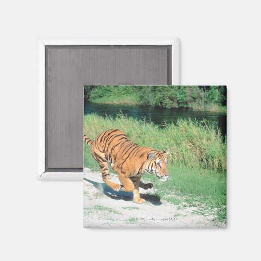 Tijger op pad magneet (Voorkant / Achterkant)