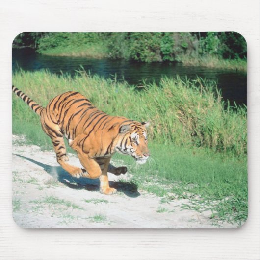 Tijger op pad muismat (Voorkant)