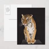 Tijger op platform 2 briefkaart (Voorkant / Achterkant)
