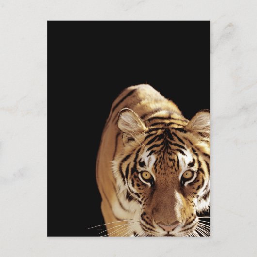 Tijger (Panthera tigris) Briefkaart (Voorkant)