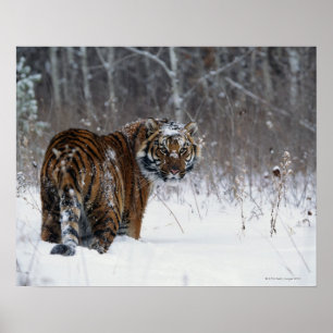 Tijger (Panthera tigris) die diep in de sneeuw sta Poster