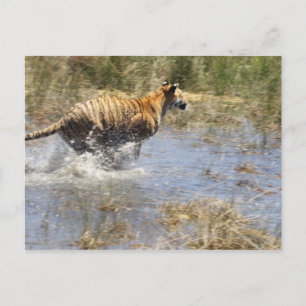 Tijger (Panthera tigris) die door water loopt. Briefkaart