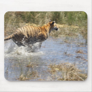 Tijger (Panthera tigris) die door water loopt. Muismat