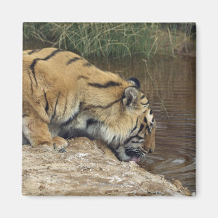 tijger (Panthera tigris) die water uit een Magneet
