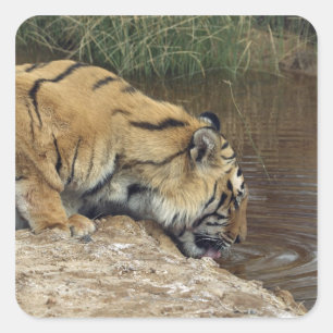 tijger (Panthera tigris) die water uit een Vierkante Sticker