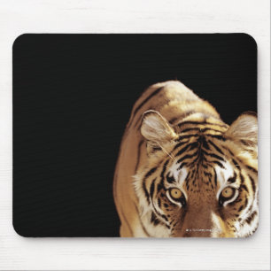Tijger (Panthera tigris) Muismat