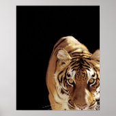 Tijger (Panthera tigris) Poster (Voorkant)