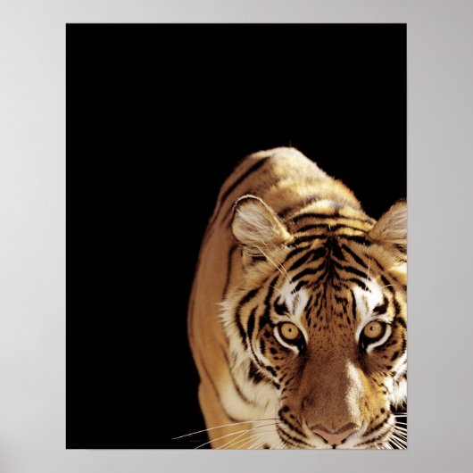 Tijger (Panthera tigris) Poster (Voorkant)