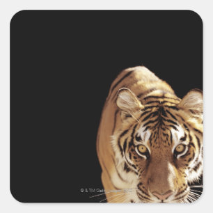 Tijger (Panthera tigris) Vierkante Sticker