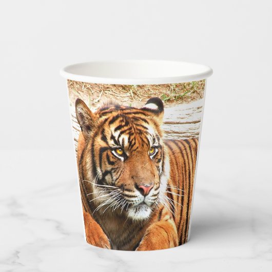 tijger papieren bekers (Achterkant)