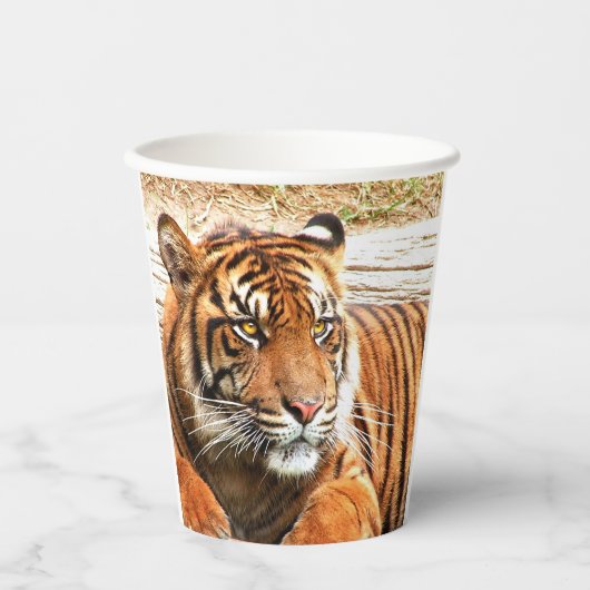 tijger papieren bekers (Voorkant)