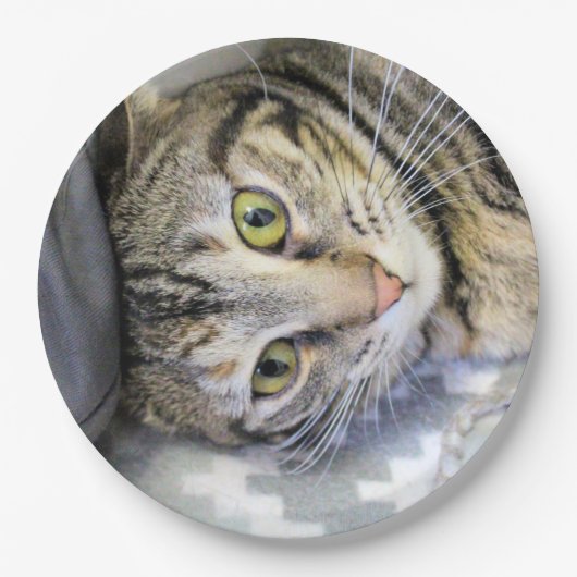 tijger papieren bordje (Voorkant)