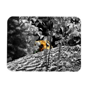 Tijger Peek-a-boo Flexible Magnet Magneet