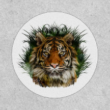 Tijger peering door gras