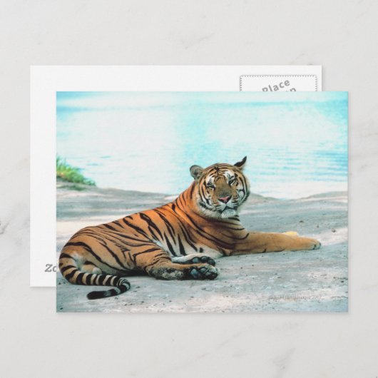 Tijger per rivier briefkaart (Voorkant / Achterkant)