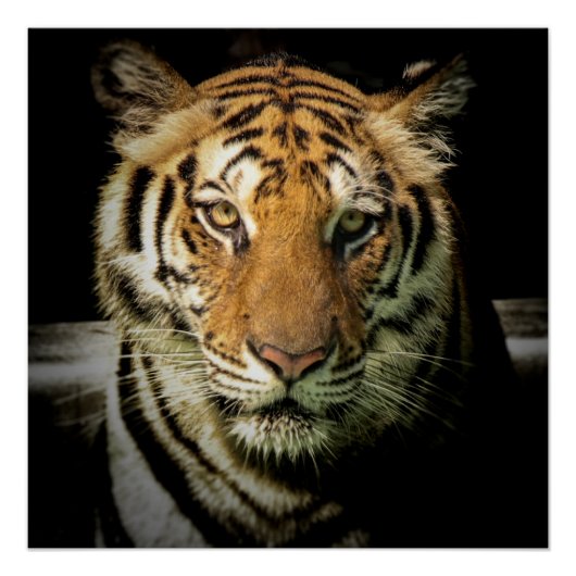 tijger perfect poster (Voorkant)