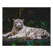 tijger perfect poster (Voorkant)