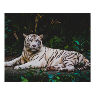 tijger perfect poster