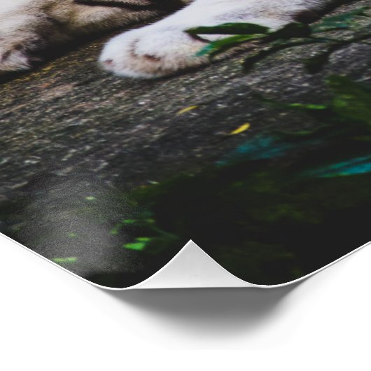 tijger perfect poster (Hoek)