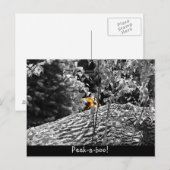 Tijger Piep-uit Ansichtkaart Briefkaart (Voorkant / Achterkant)