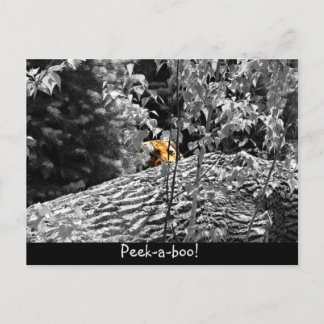 Tijger Piep-uit Ansichtkaart Briefkaart