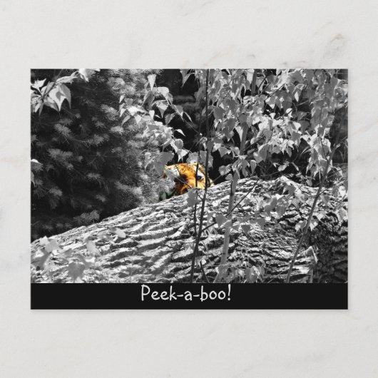Tijger Piep-uit Ansichtkaart Briefkaart (Voorkant)