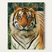 tijger planner (Achterkant)