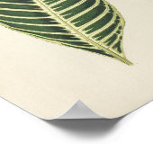 Tijger Plant (Sanchezia Nobilis) gegraveerd Poster (Hoek)