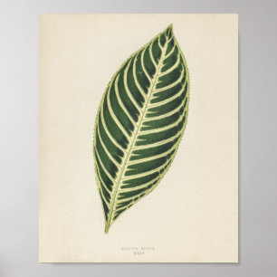 Tijger Plant (Sanchezia Nobilis) gegraveerd Poster