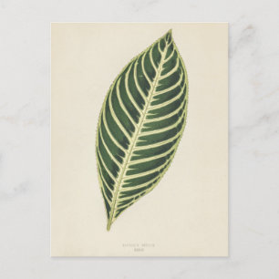 Tijger Plant (Sanchezia Nobilis) gegraveerd Poster Briefkaart