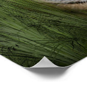 tijger poster (Hoek)