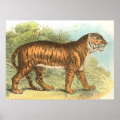 tijger poster (Voorkant)