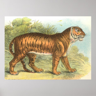 tijger poster