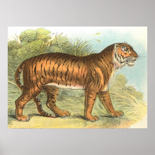tijger poster (Voorkant)