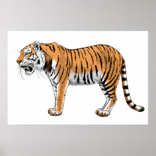 Tijger Poster