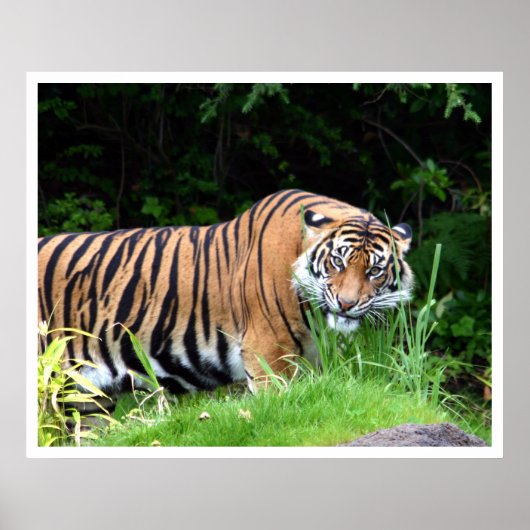 tijger poster (Voorkant)
