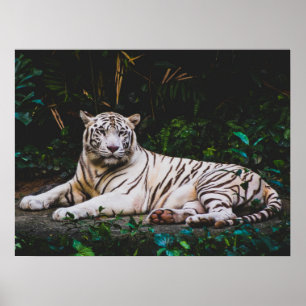 tijger poster