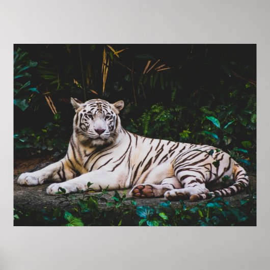 tijger poster (Voorkant)