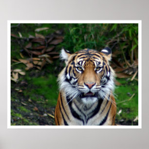 tijger poster