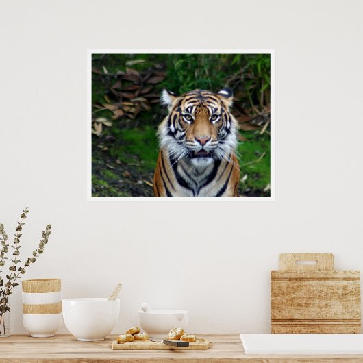 tijger poster (Keuken)