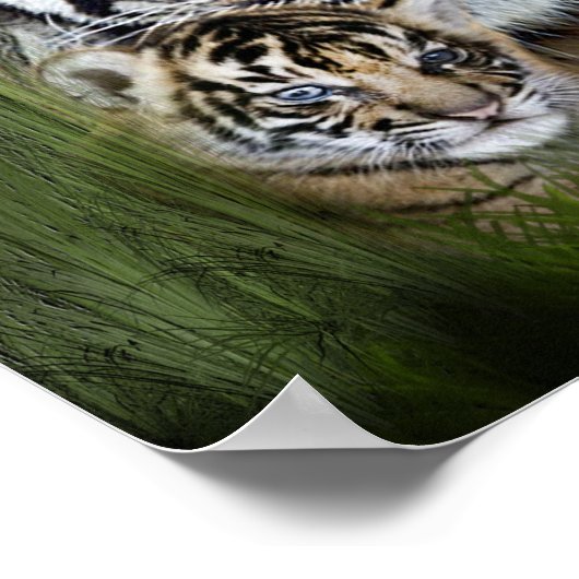 tijger poster (Hoek)