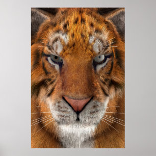 tijger poster