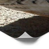 tijger poster (Hoek)