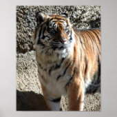 tijger poster (Voorkant)
