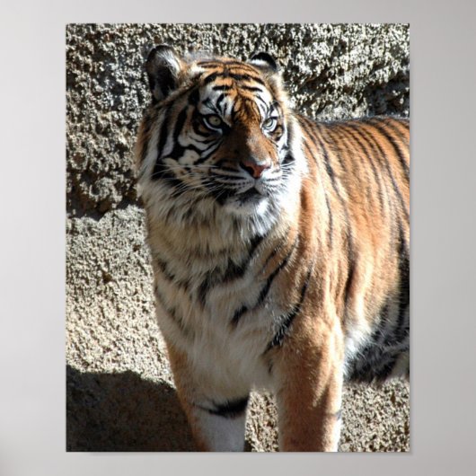 tijger poster (Voorkant)